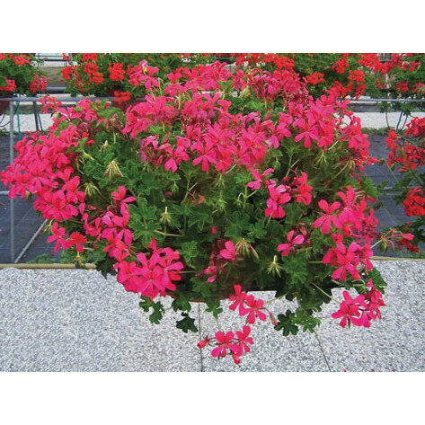Pelargonija nokarenā Decora  DARK pink (Piesātināti rozā) - 8gb AR IEKĻAUTU PIEGĀDI